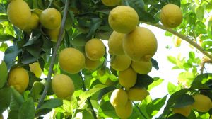 شهرستان ساری درخت لیمو