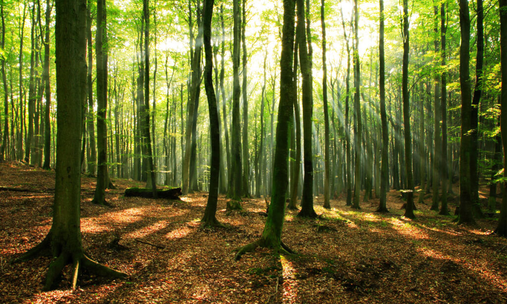 جنگلی پوشیده از درختان و پرتوهایی از نور آفتاب که از میان شاخ و برگ درختان عبور کرده است