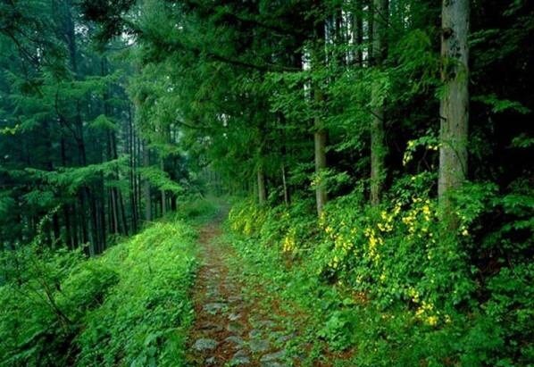 مسیر پیاده روی در میان جنگلی انبوه و سرسبز