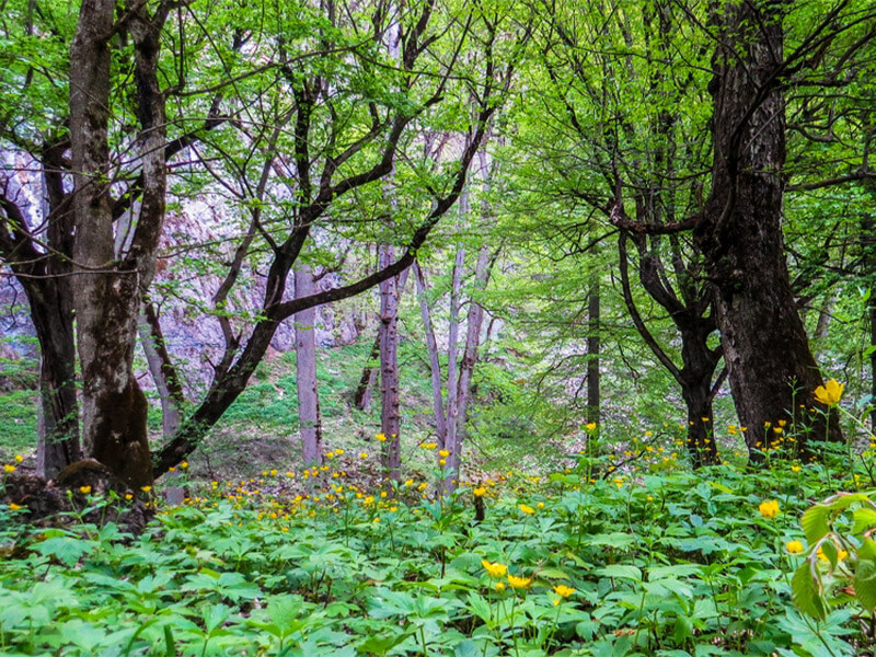 نمایی از یک جنگل پوشیده از گل و گیاه و درخت