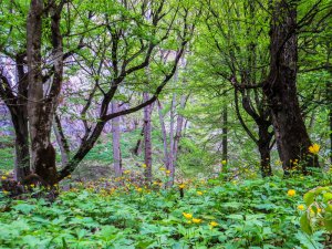 جنگلی پوشیده از گل های زرد رنگ و گیاهان سبر و درختان تنومند